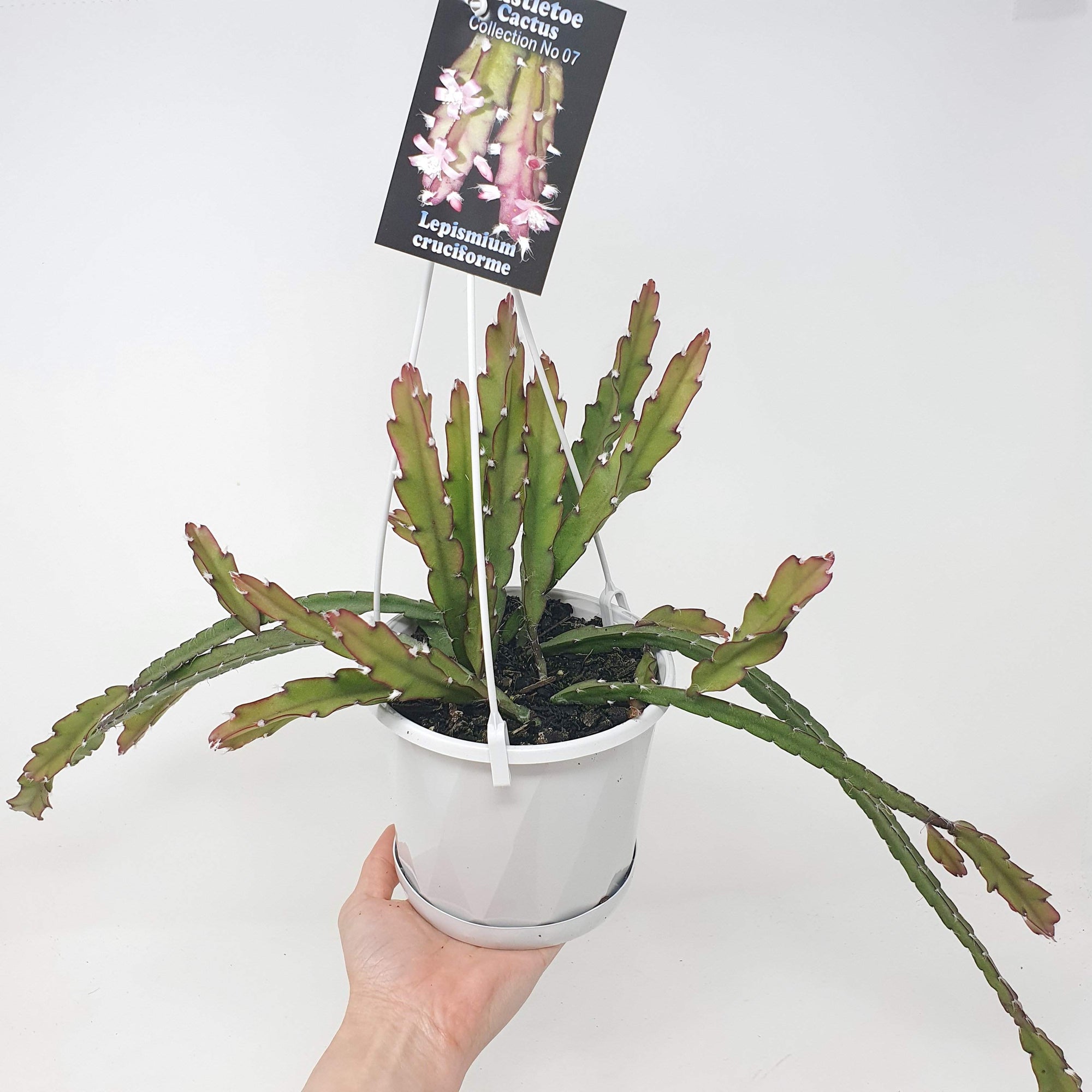 Rhipsalis -  Lepismium Cruciforme (collection No.7) Folia House