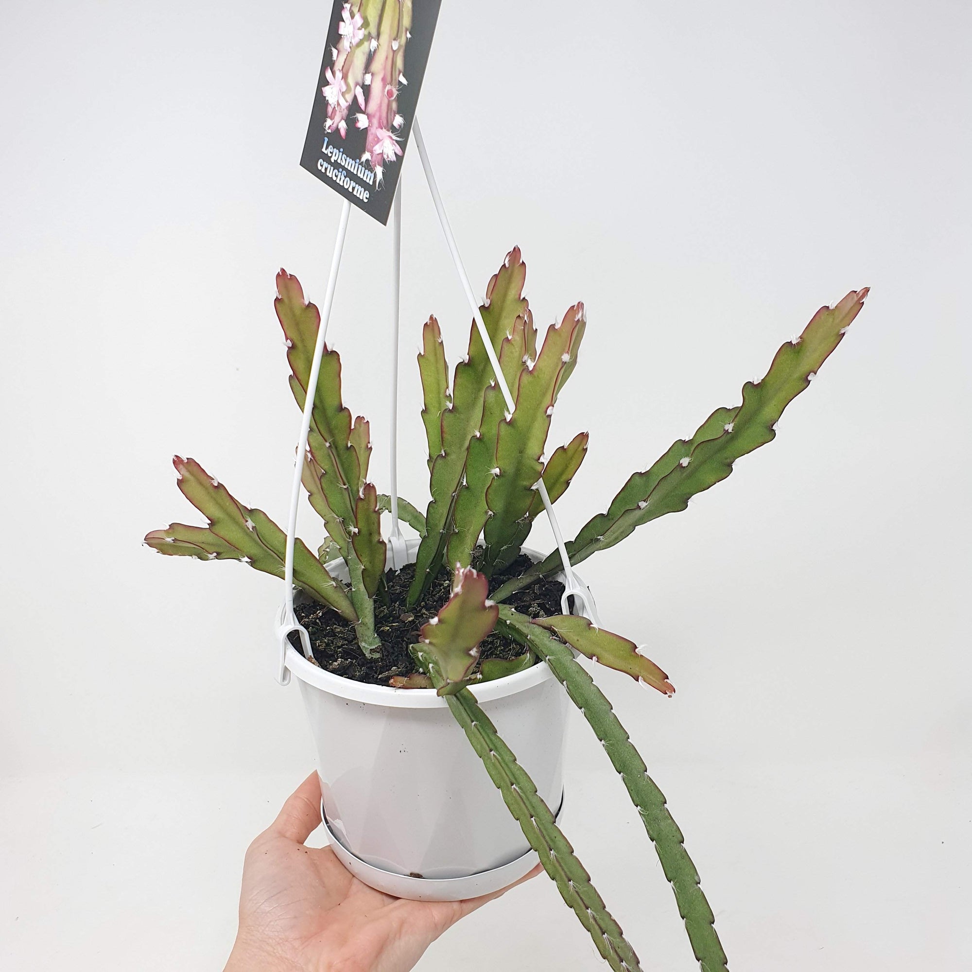 Rhipsalis -  Lepismium Cruciforme (collection No.7) Folia House