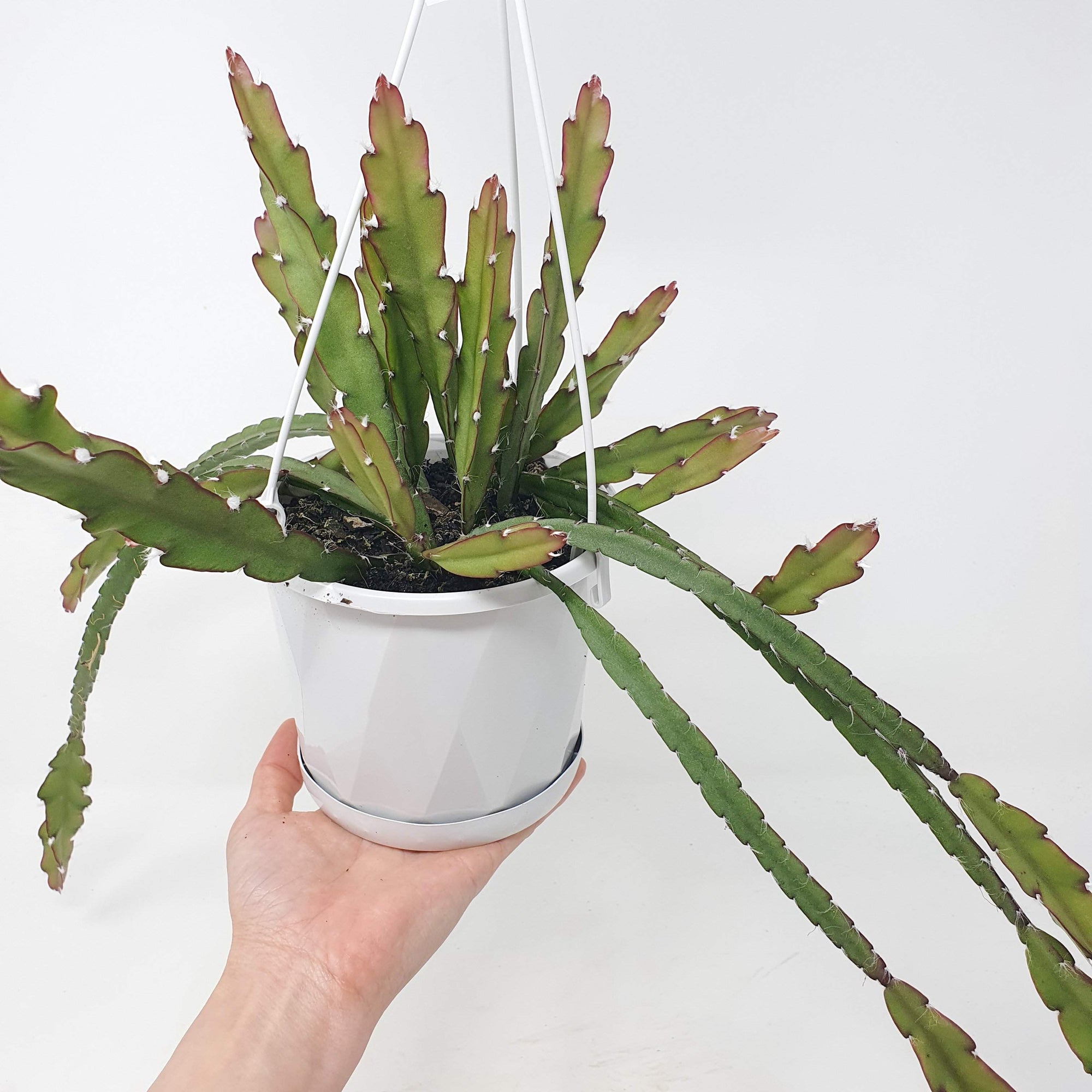 Rhipsalis -  Lepismium Cruciforme (collection No.7) Folia House