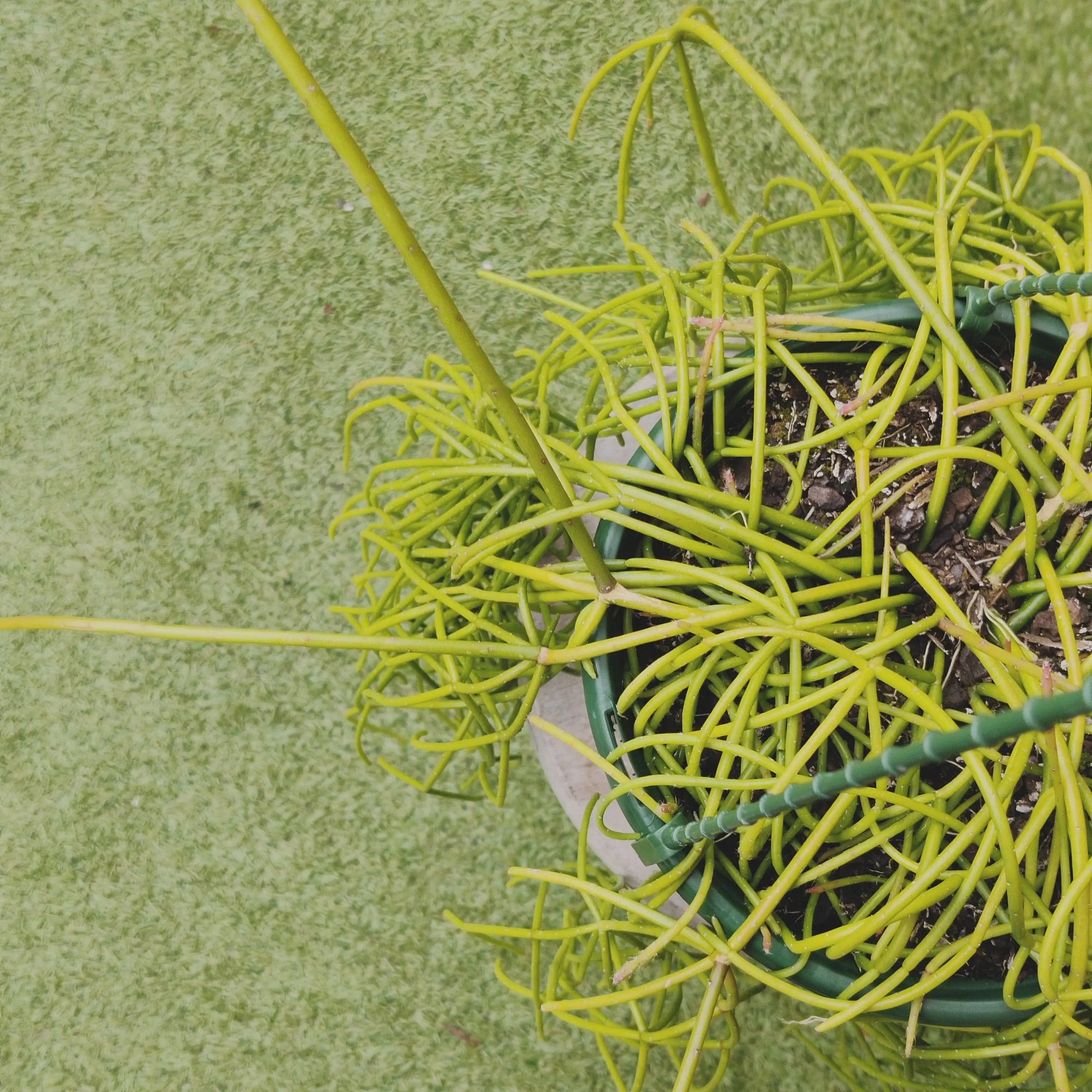 Rhipsalis - Cassutha 20cm Hanging Basket Folia House