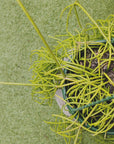 Rhipsalis - Cassutha 20cm Hanging Basket Folia House