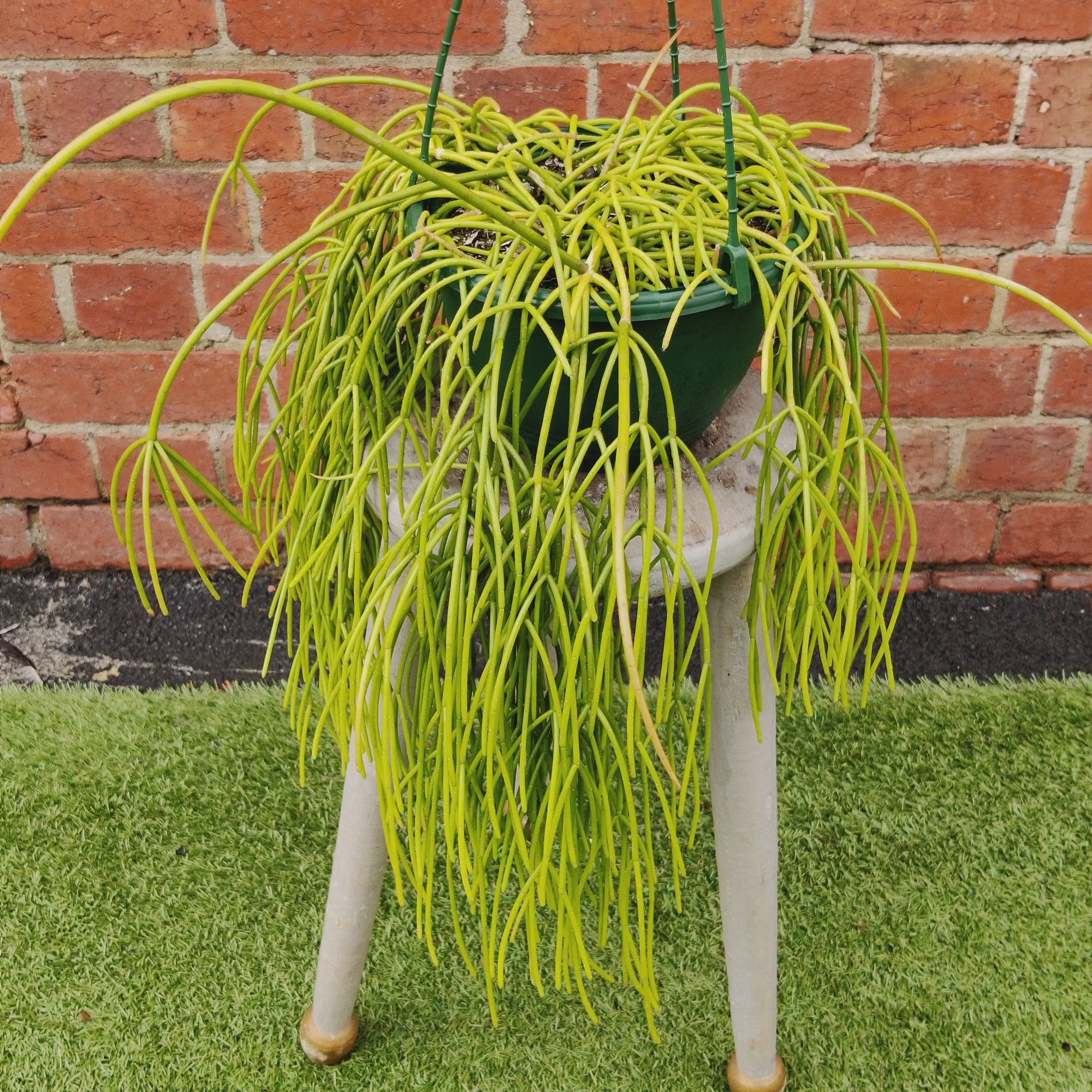 Rhipsalis - Cassutha 20cm Hanging Basket Folia House