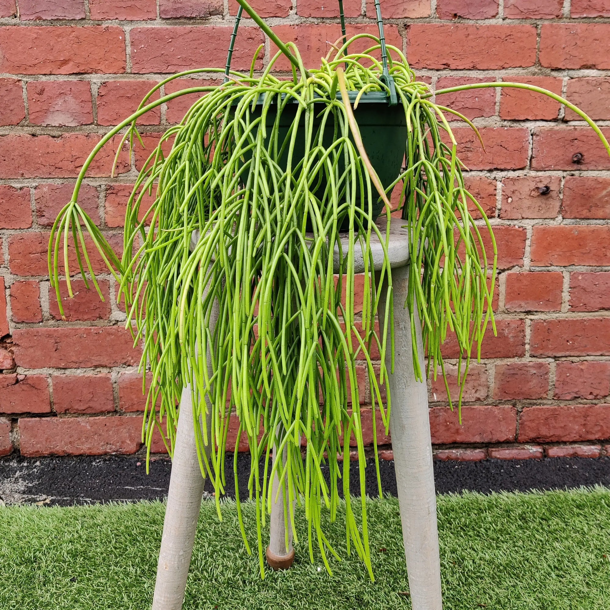 Rhipsalis - Cassutha 20cm Hanging Basket Folia House