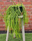 Rhipsalis - Cassutha 20cm Hanging Basket Folia House
