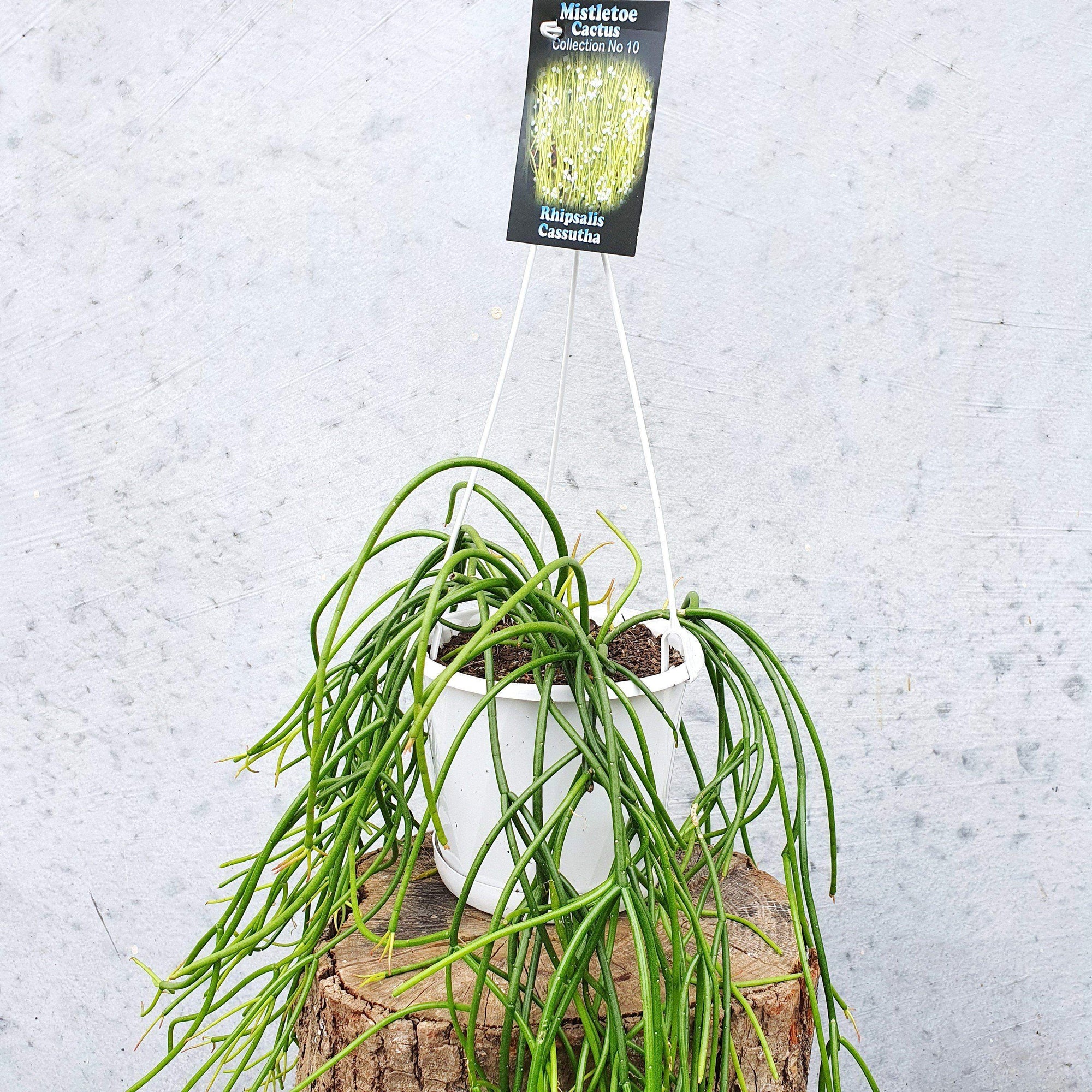 Rhipsalis - Cassutha (collection No.10) Folia House