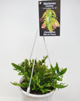 Rhipsalis - Disocactus Bits & Piece (Collection No.29) Folia House