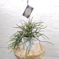 Rhipsalis - Horrida (collection No 15) Folia House