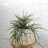 Rhipsalis - Horrida (collection No 15) Folia House