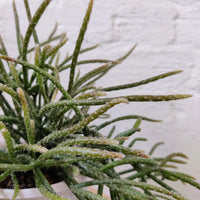 Rhipsalis - Horrida (collection No 15) Folia House