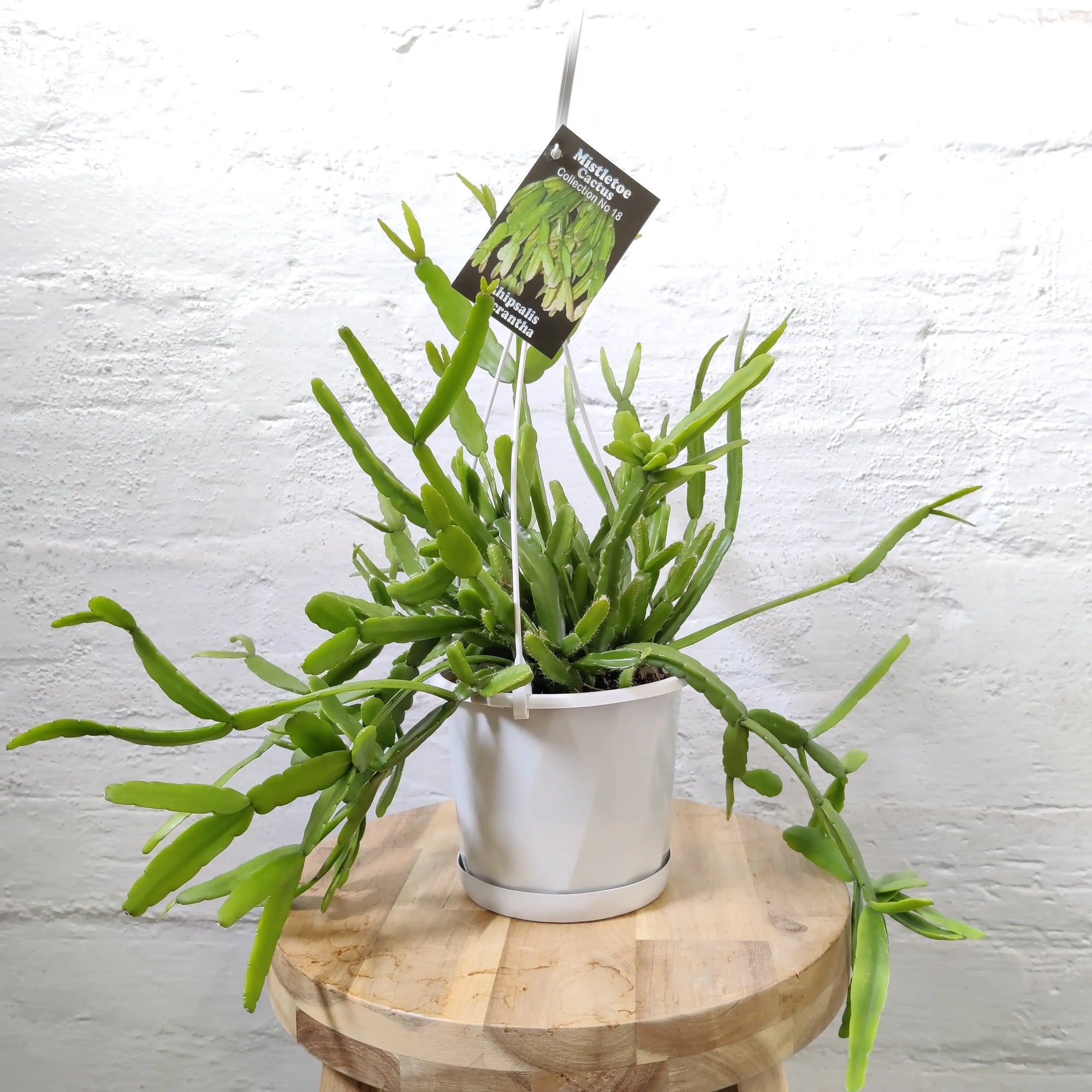 Rhipsalis - Micrantha (Collection No.18) Folia House