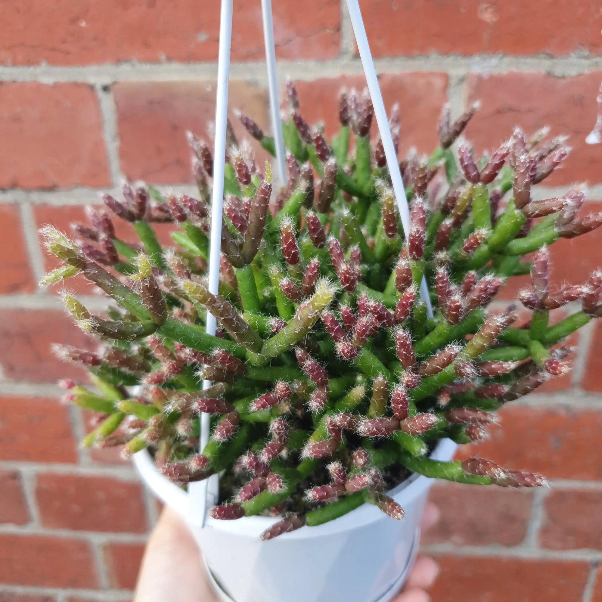 Rhipsalis - Ormindoi (collection No. 43) Folia House