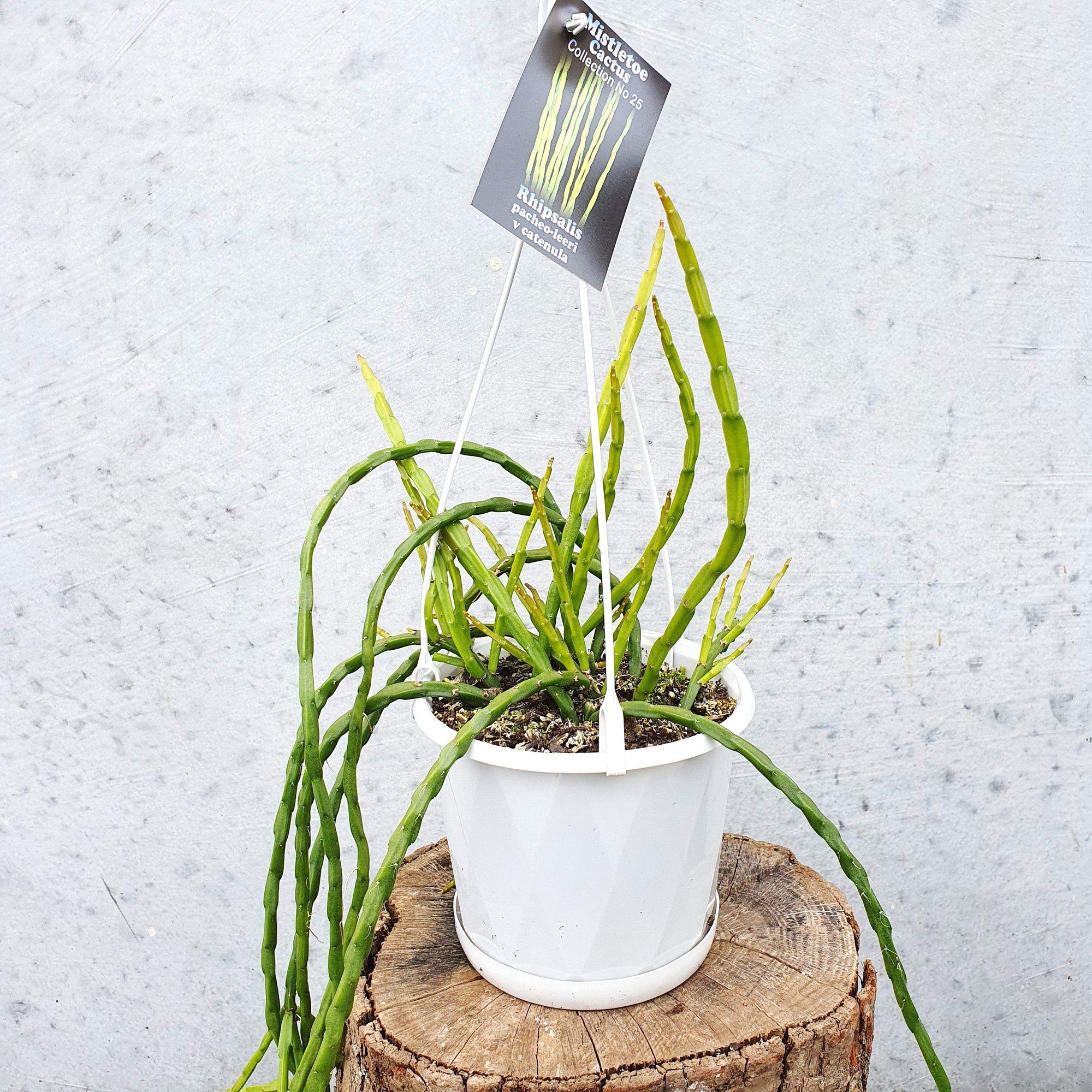 Rhipsalis - Pacheo-leeri v catenula (collection No.25) Folia House