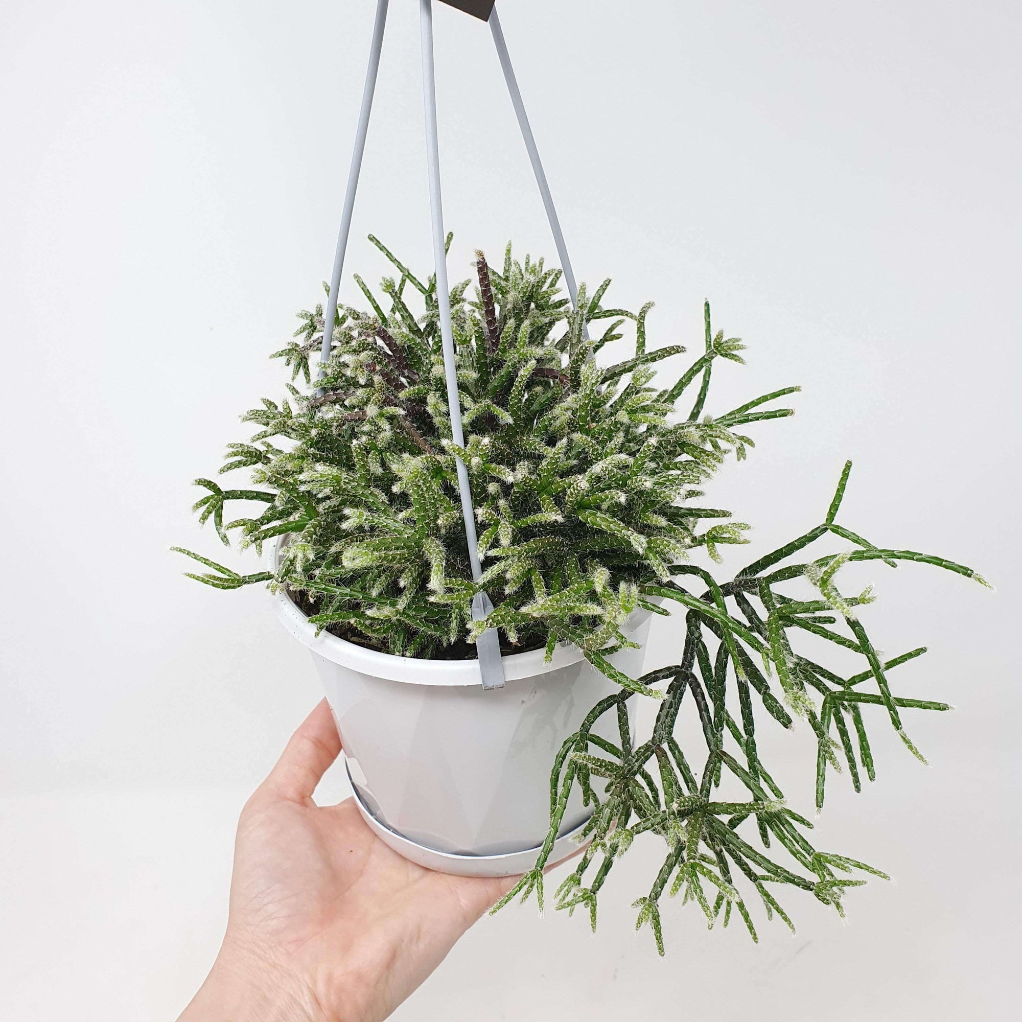 Rhipsalis - Pilocarpa (collection No.24) - 13cmHB Folia House