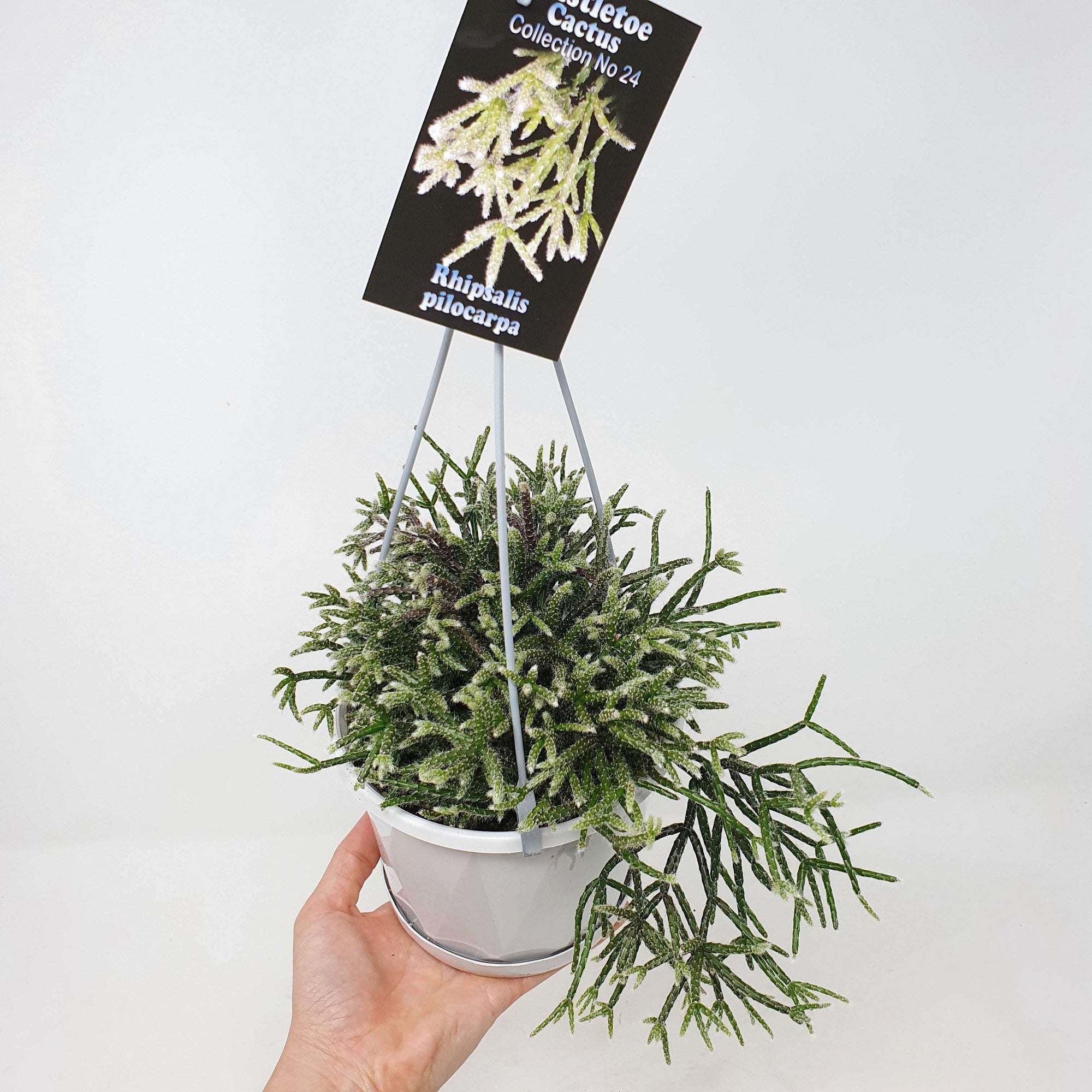 Rhipsalis - Pilocarpa (collection No.24) - 13cmHB Folia House