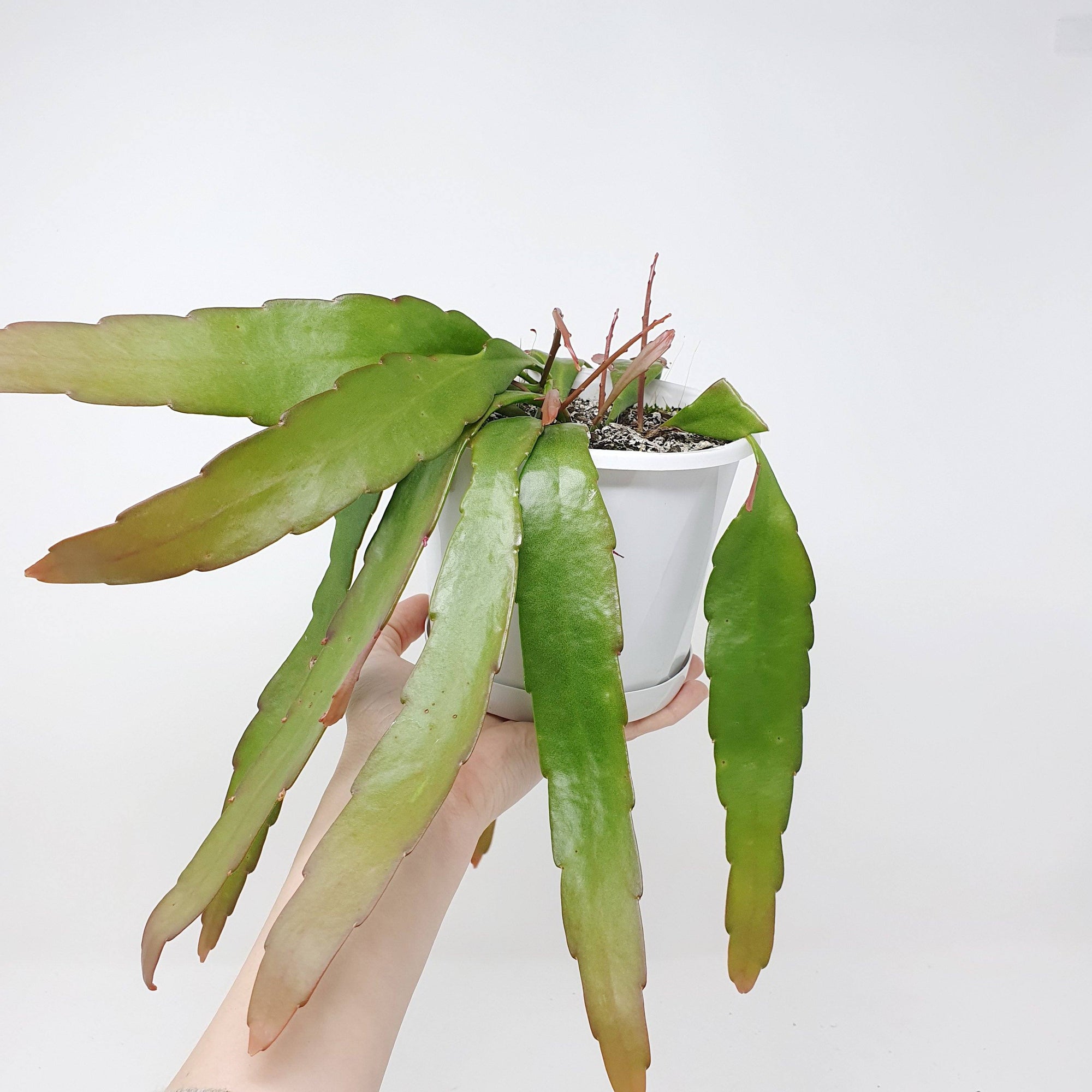 Rhipsalis - Ramulosa (collection No.36) Folia House