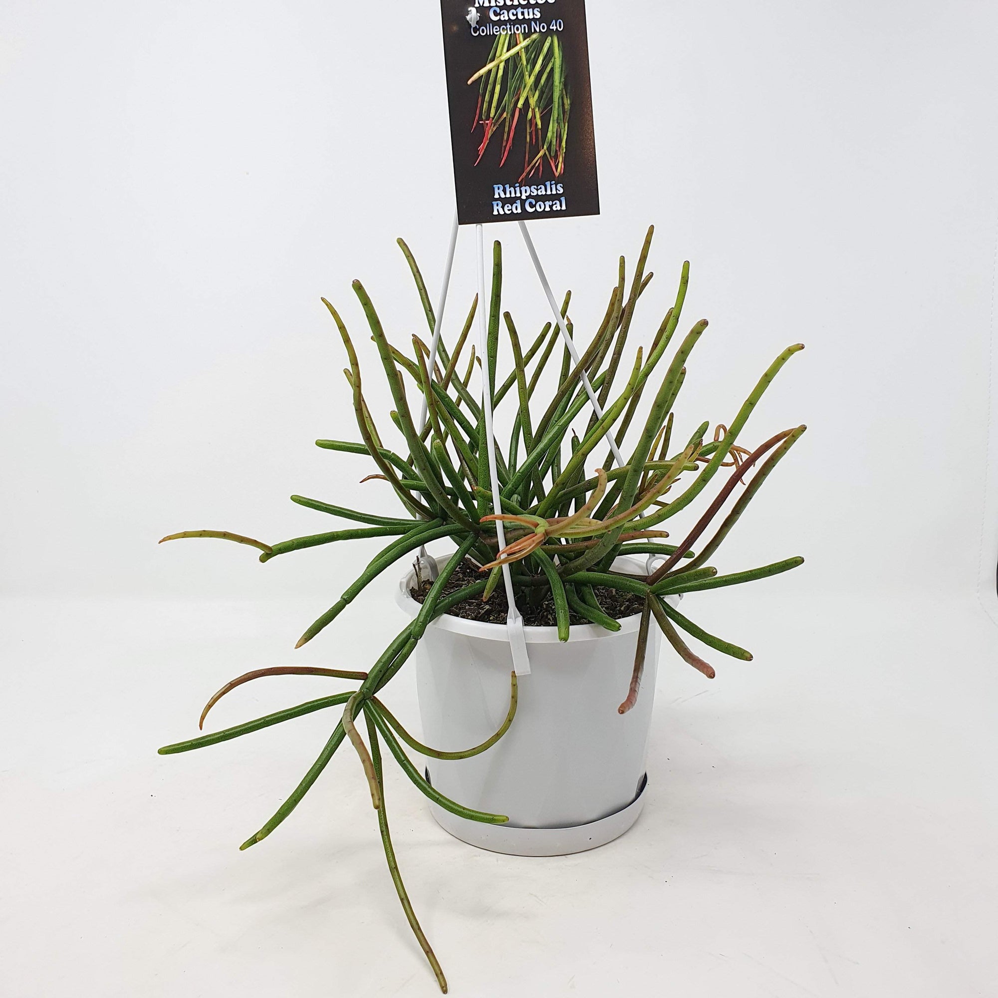 Rhipsalis - Red Coral  (collection No.40) Folia House