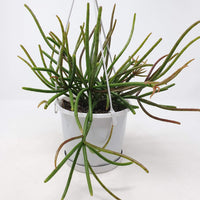 Rhipsalis - Red Coral  (collection No.40) Folia House