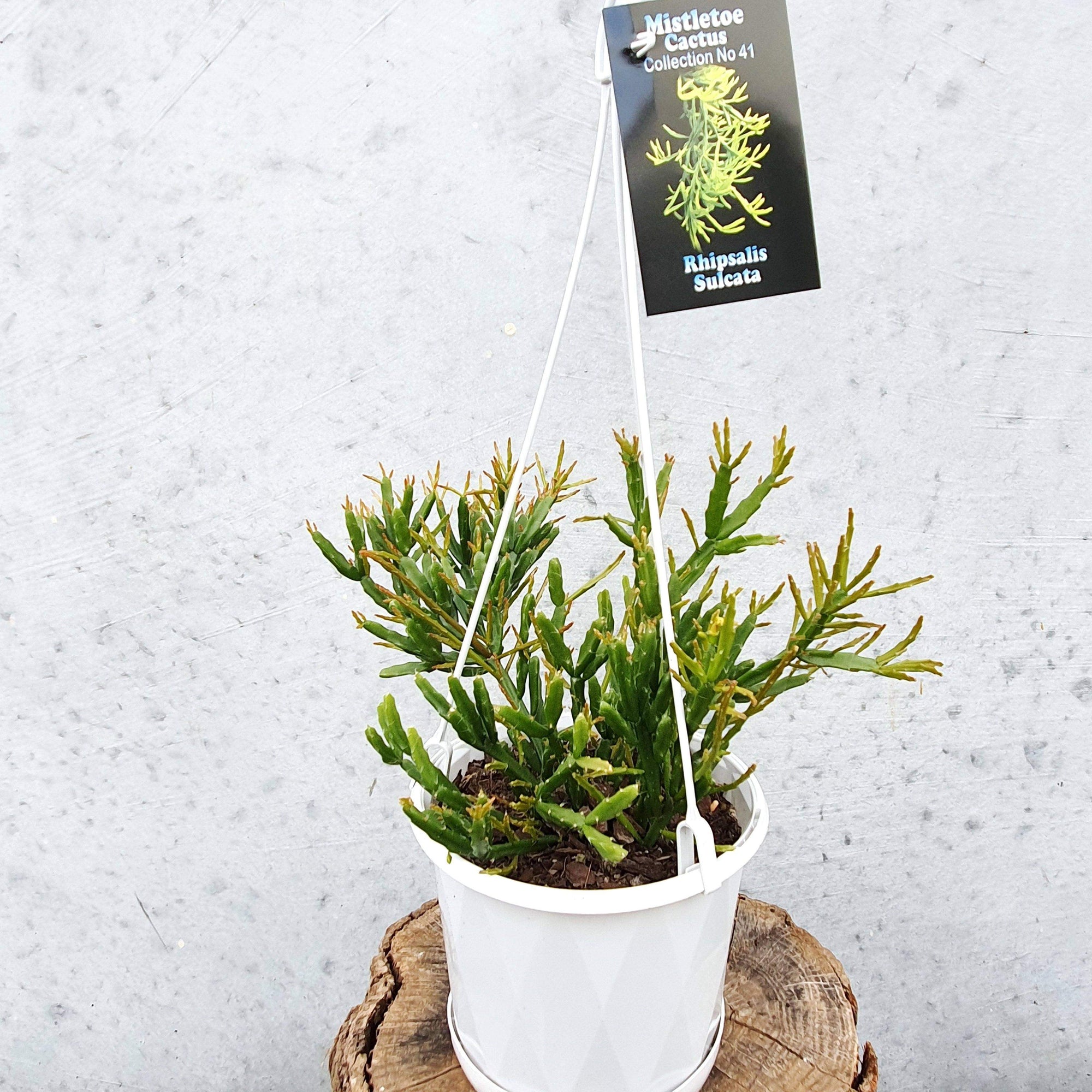 Rhipsalis - Sulcata (collection No.41) Folia House