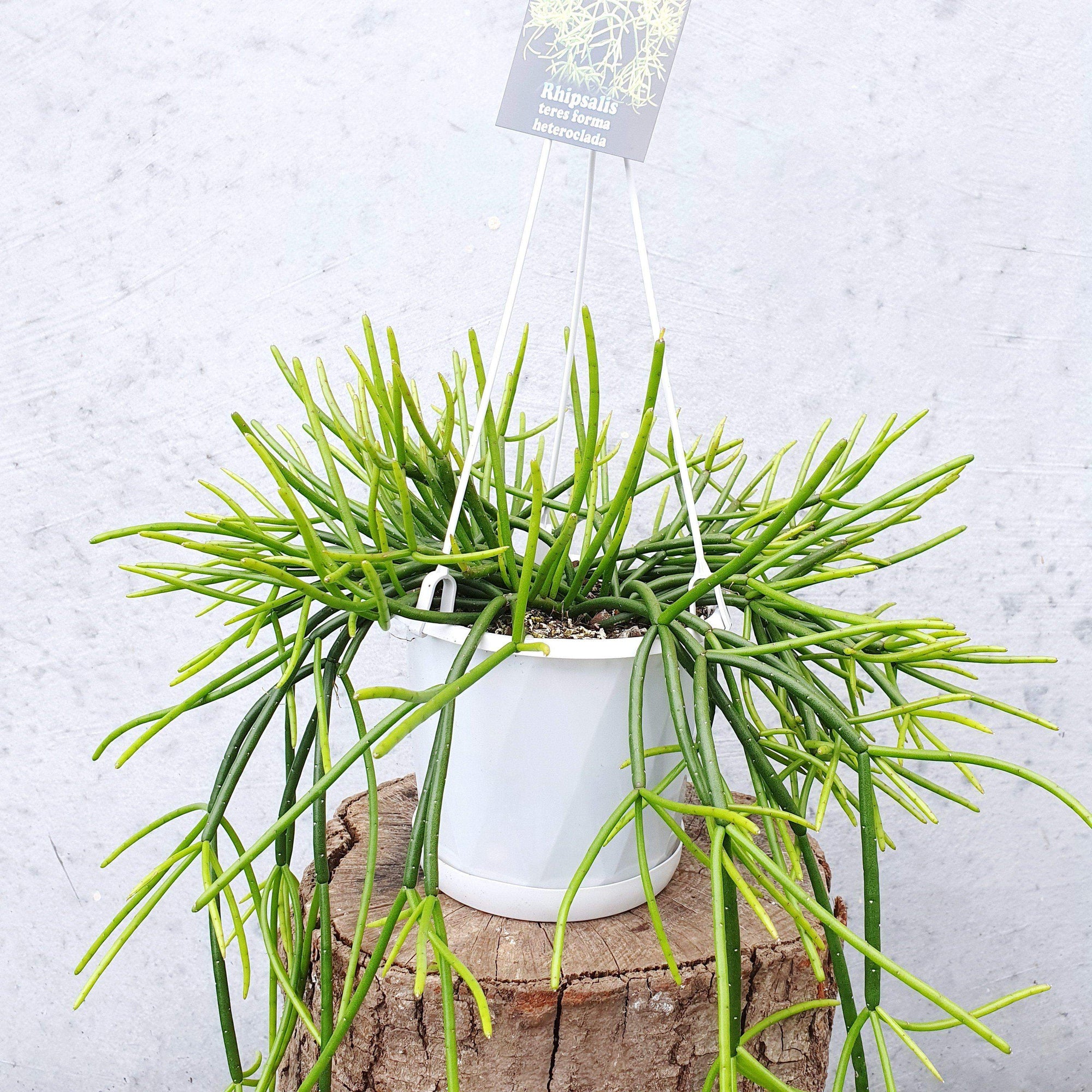 Rhipsalis - Teres forma heteroclada (collection No.1) Folia House