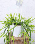 Rhipsalis - Teres forma heteroclada (collection No.1) Folia House