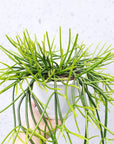 Rhipsalis - Teres forma heteroclada (collection No.1) Folia House