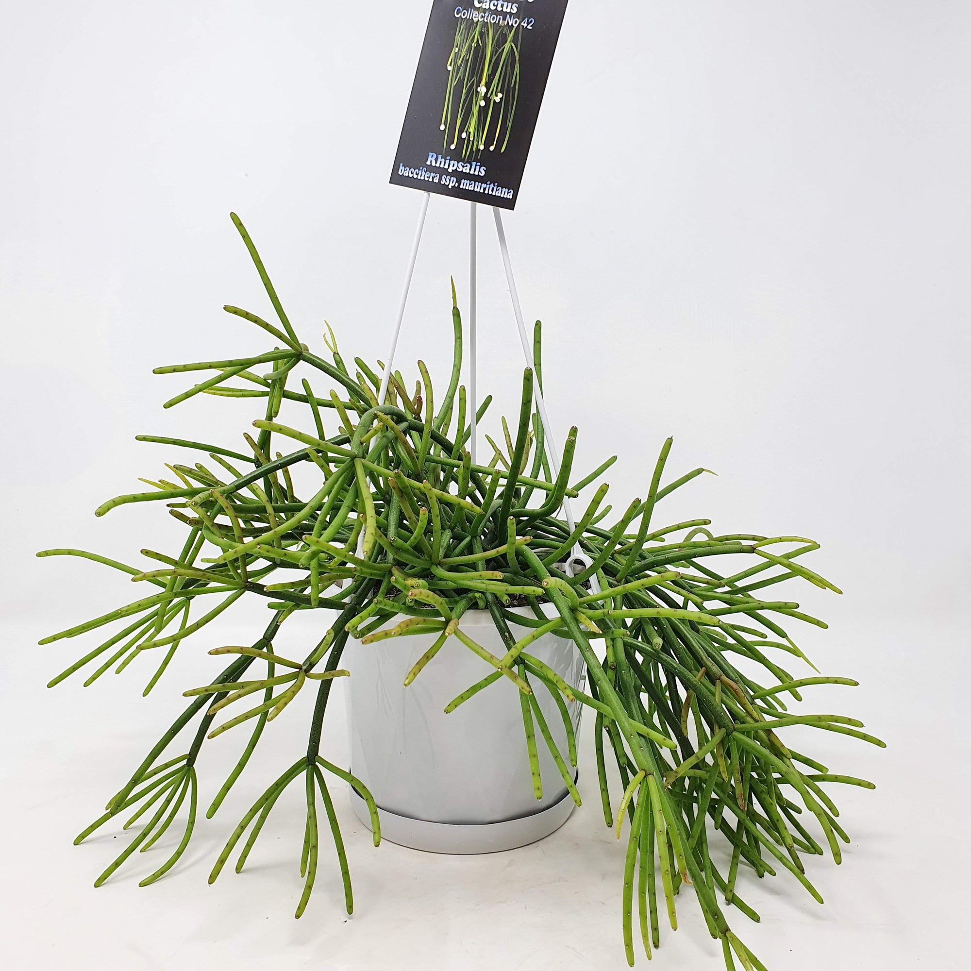 Rhipsalis - baccifera ssp. mauritiana (collection No.42) Folia House