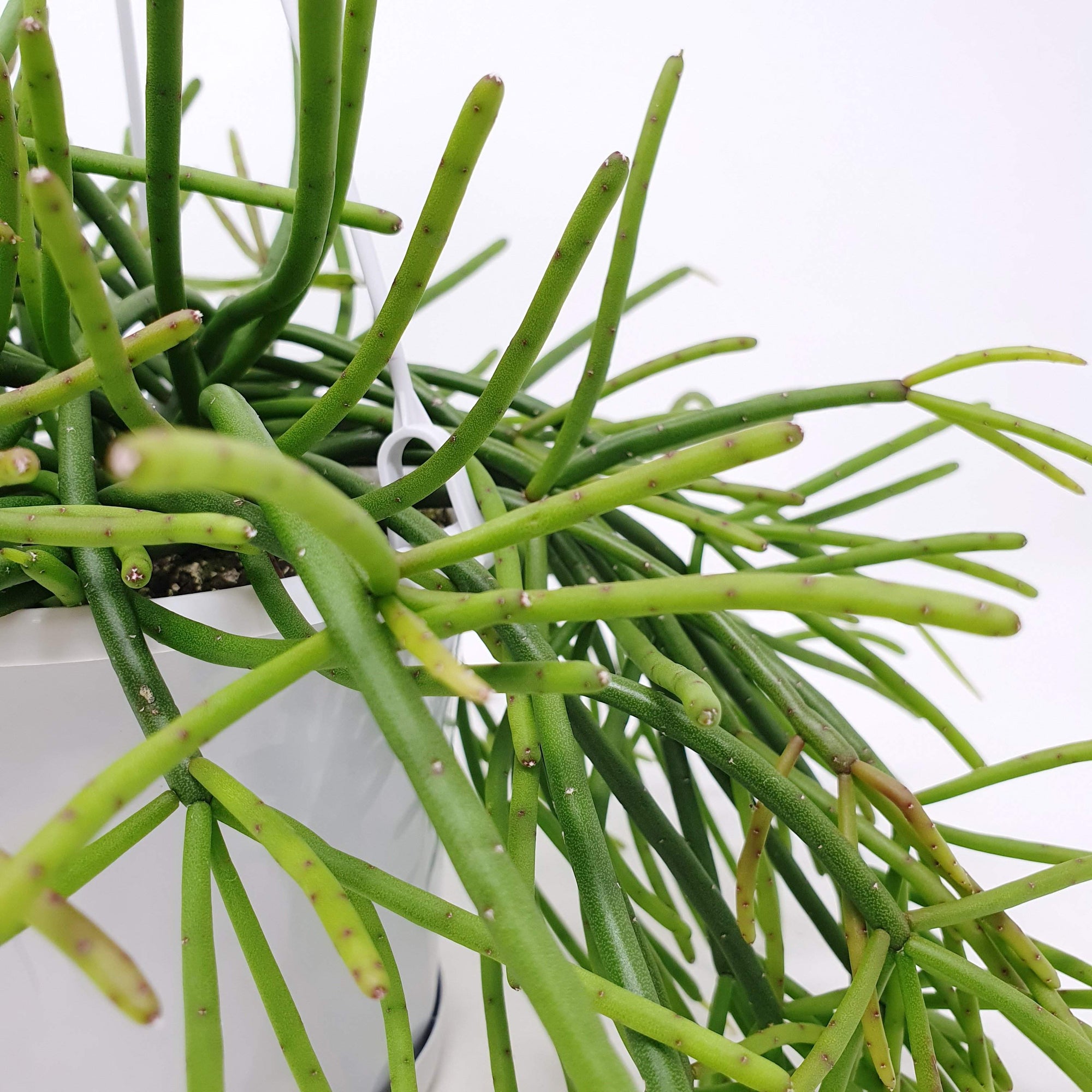 Rhipsalis - baccifera ssp. mauritiana (collection No.42) Folia House