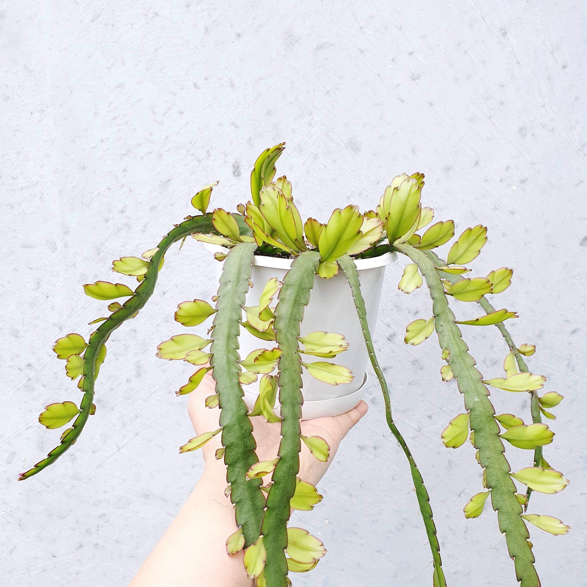 Rhipsalis - lepismium cruciforme v anceps  (collection No.31) Folia House