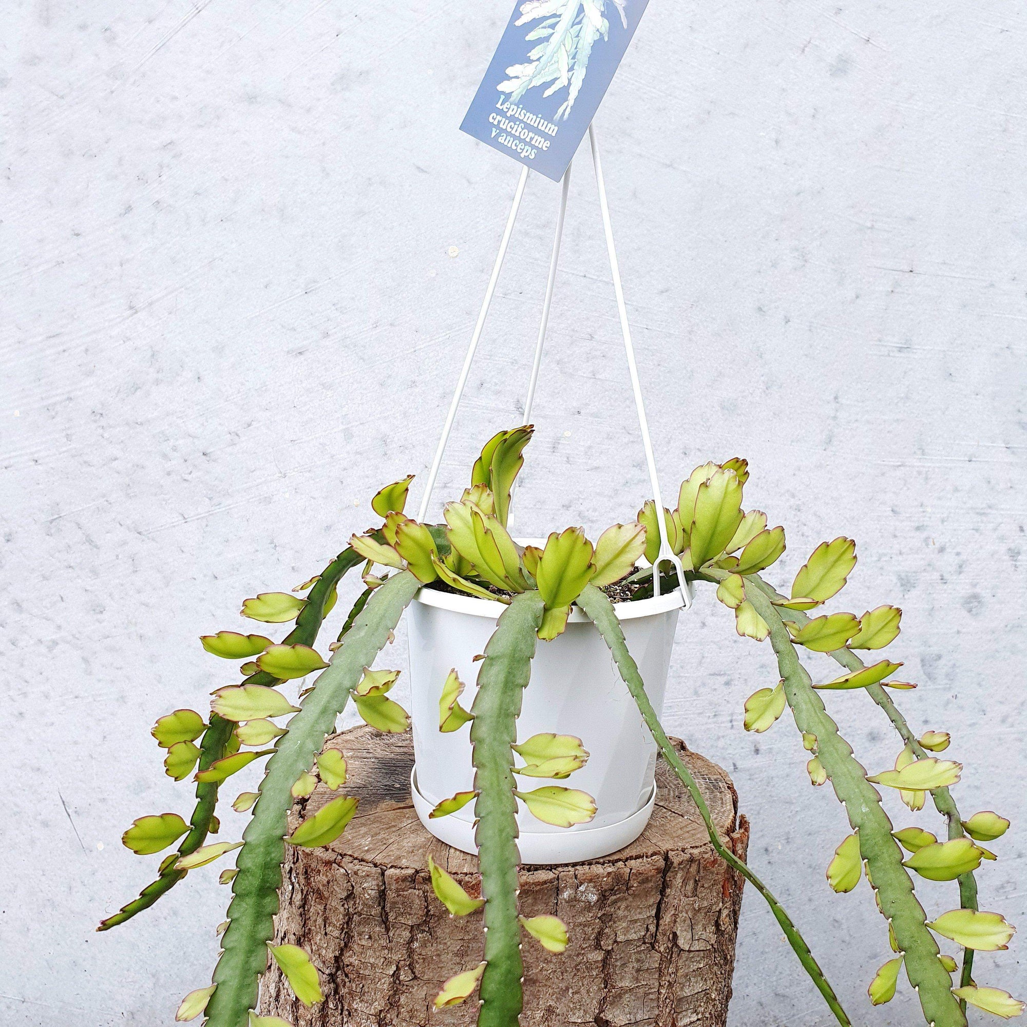 Rhipsalis - lepismium cruciforme v anceps  (collection No.31) Folia House