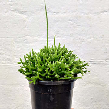 Rhipsalis cereuscula - mistletoe cactus - 12cm pot Folia House