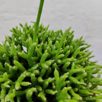 Rhipsalis cereuscula - mistletoe cactus - 12cm pot Folia House