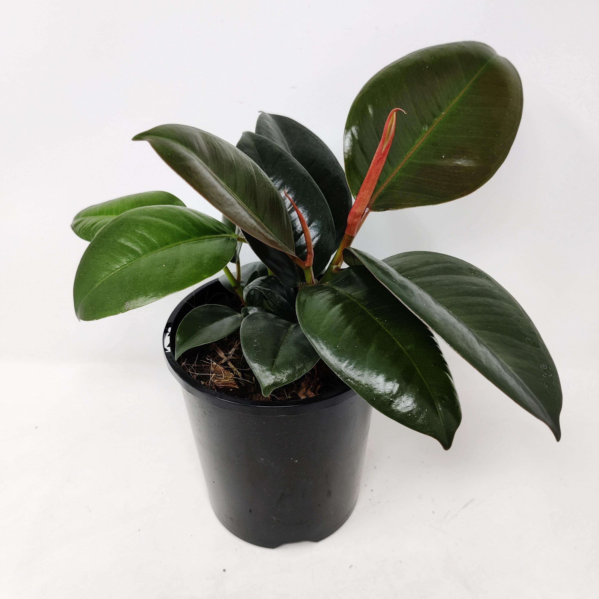 Robusta Rubber Plant (Ficus Elastica Robusta) - 14cm Pot Folia House