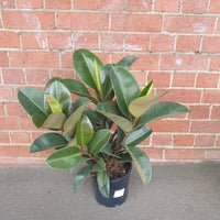 Robusta Rubber Plant (Ficus Elastica Robusta) - 20cm Pot Folia House