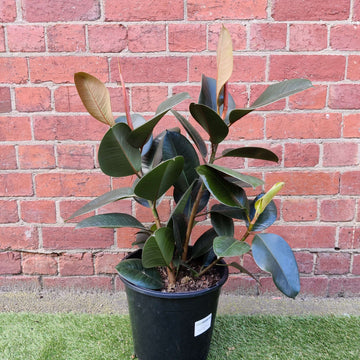Robusta Rubber Plant (Ficus Elastica Robusta) - 25cm Pot Folia House