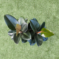 Robusta Rubber Plant (Ficus Elastica Robusta) - 25cm Pot Folia House