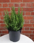 Rosemary Officinalis - 20cm pot Folia House