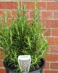 Rosemary Officinalis - 20cm pot Folia House