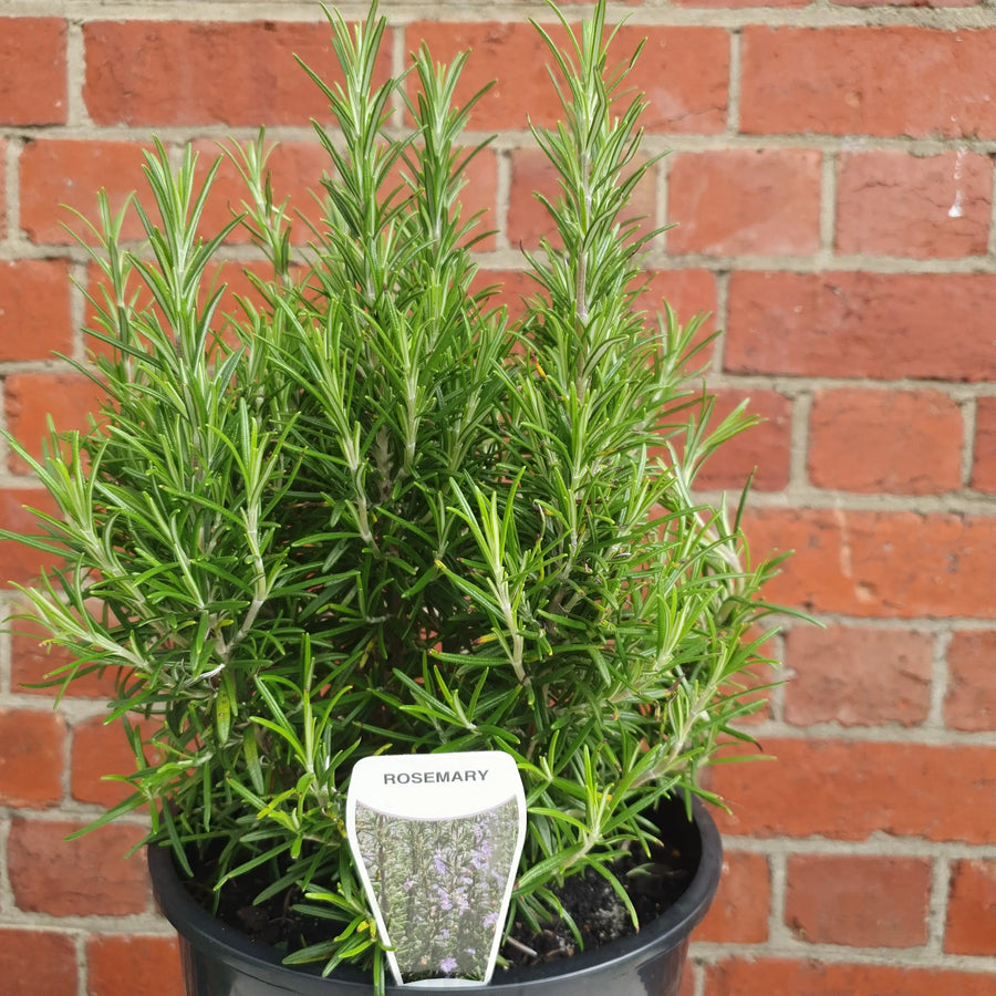 Rosemary Officinalis - 20cm pot Folia House