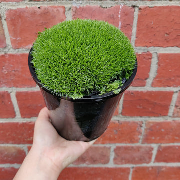 Sagina subulata Irish Moss- 14cm pot Folia House