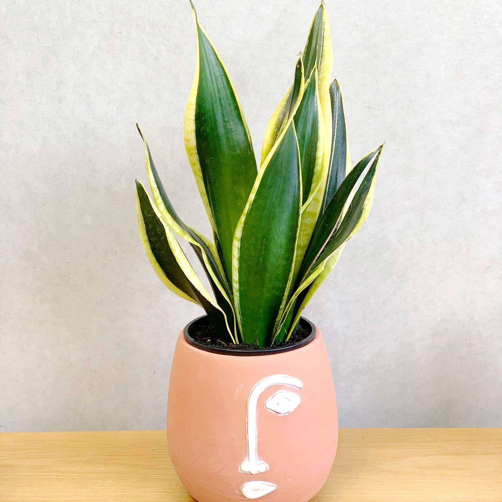 Sansevieria Black Gold - 15cm Pot Folia House