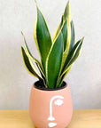 Sansevieria Black Gold - 15cm Pot Folia House