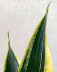 Sansevieria Black Gold - 15cm Pot Folia House