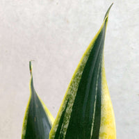 Sansevieria Black Gold - 15cm Pot Folia House