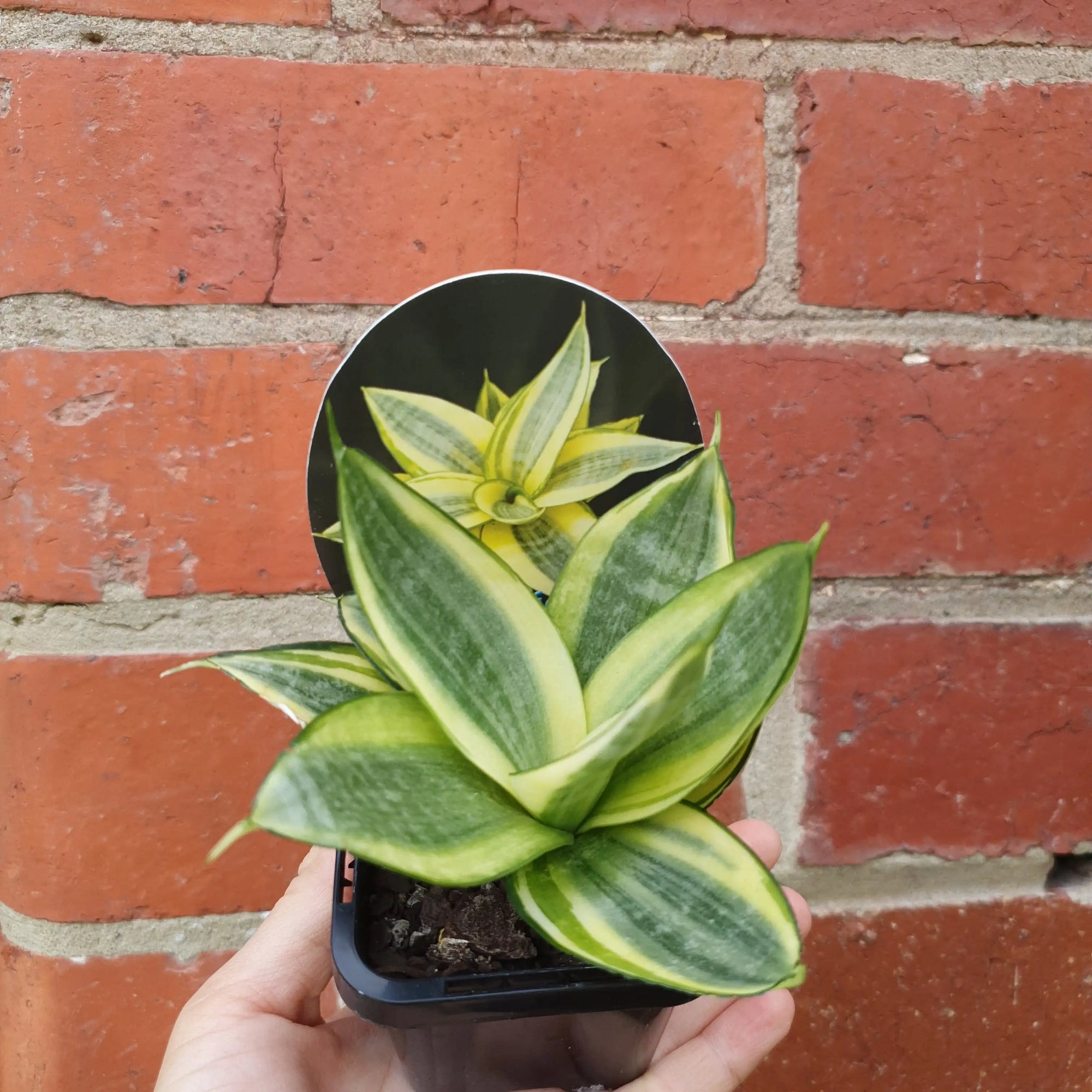 Sansevieria Golden Hahnii - 7cm pot Folia House