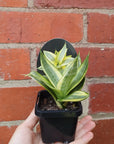 Sansevieria Golden Hahnii - 7cm pot Folia House