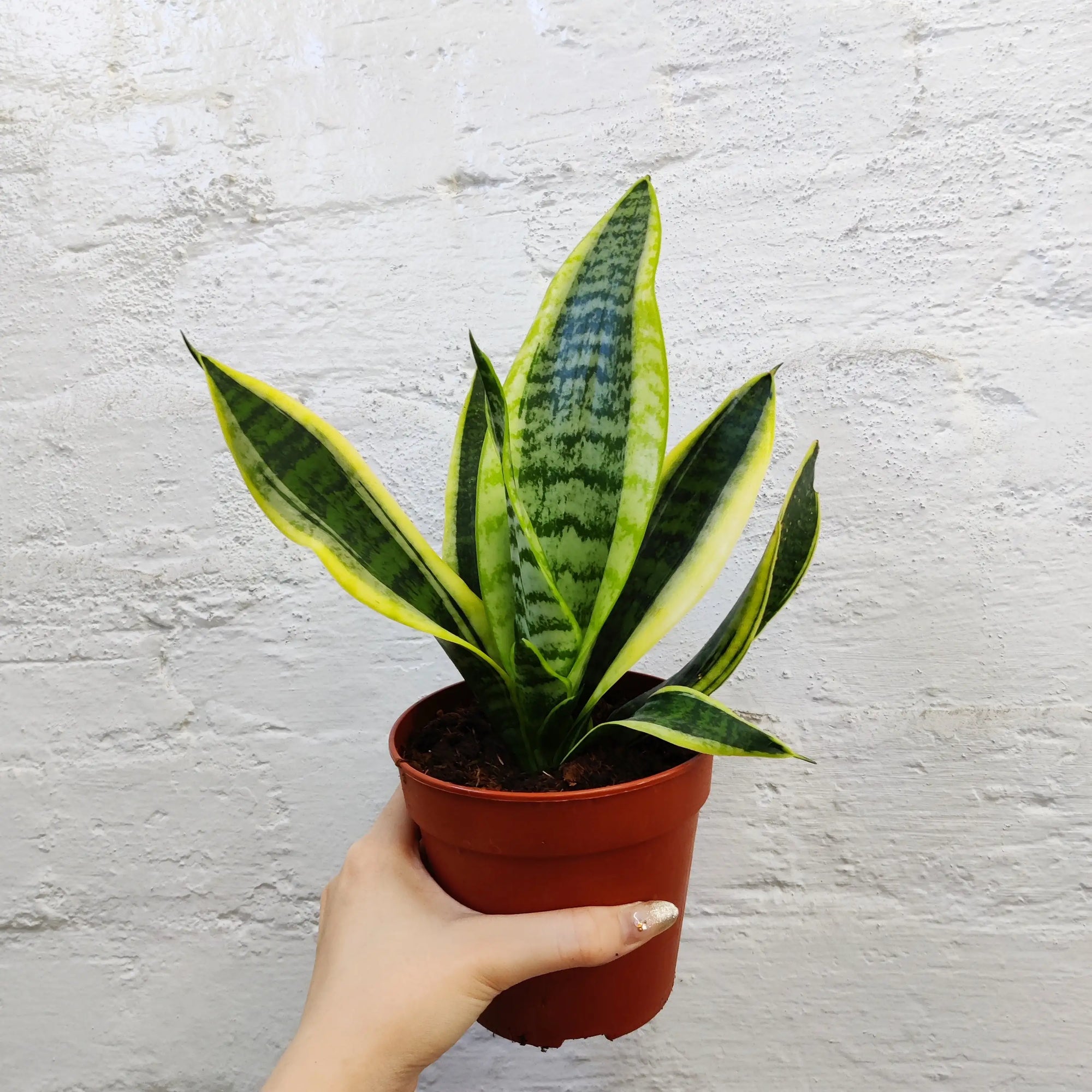 Sansevieria Superba - 12cm Pot Folia House