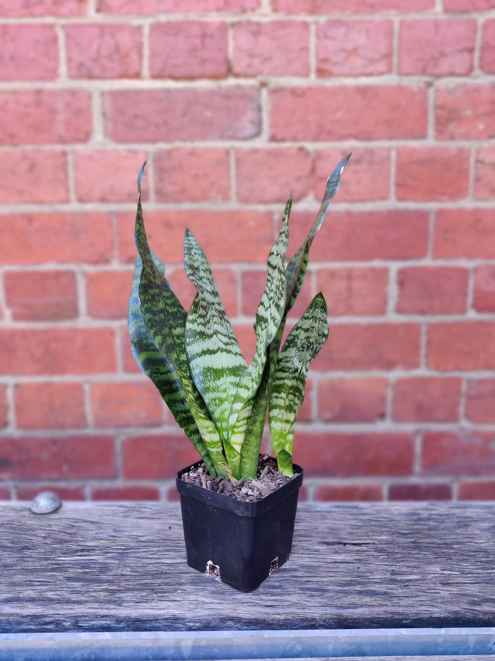 Sansevieria Trifasciata Futura Robusta Folia House