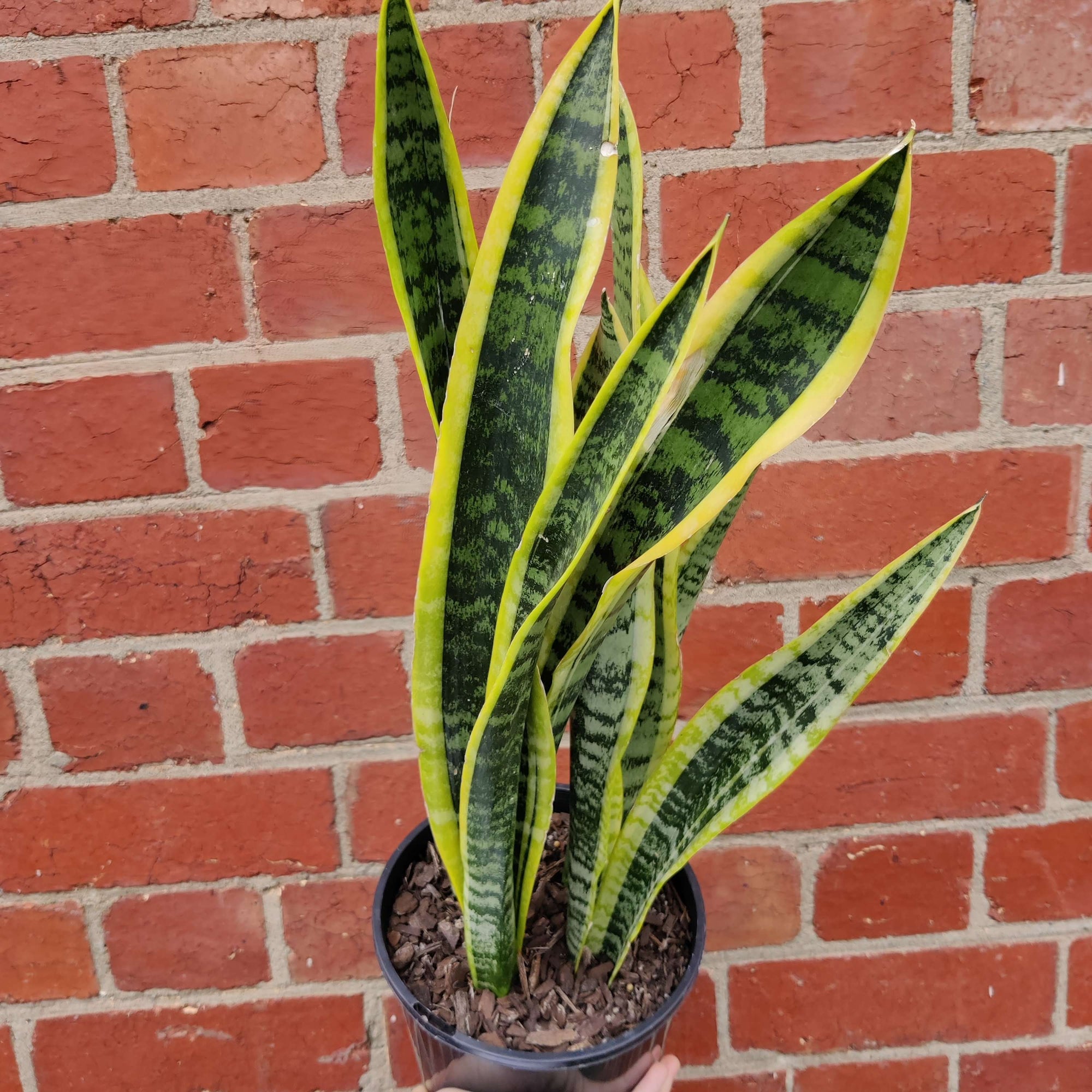 Sansevieria Trifasciata Laurentii - 15cm Pot Folia House