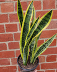 Sansevieria Trifasciata Laurentii - 15cm Pot Folia House