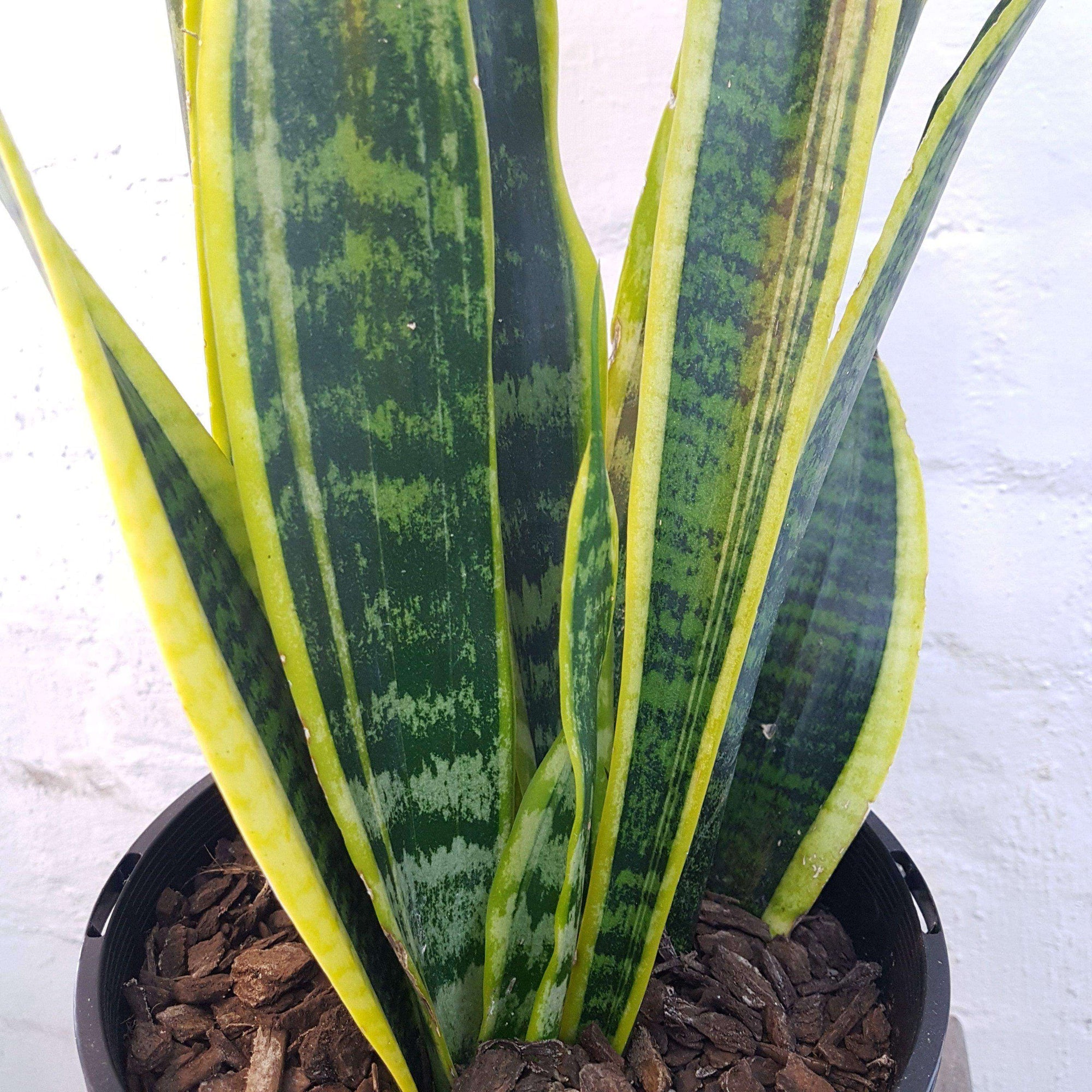 Sansevieria Trifasciata Laurentii - 15cm Pot Folia House